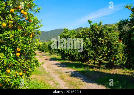 Orangenhain, Serra de Monchique, Algarve, Portugal Stockfoto