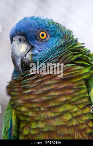 St. Lucia Parrot (Amazona versicolor) Erwachsener, Wdward Islands, Clover Antillen (GEF) (Nahaufnahme des Kopfes) (einzeln in Durrell Wildlife gezüchtet Stockfoto