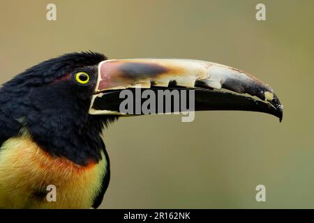 Arassari aracari (Pteroglossus torquatus), Erwachsene, Nahaufnahme von Kopf und Schnabel, Costa Rica, Marsh Stockfoto