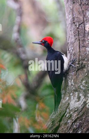 Weißbauchspecht (Dryocopus javensis), männlich, an Baumstamm klebend, Periyar Sanctuary, Kerala, Indien Stockfoto