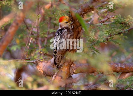 Gelbkroniger Woodpecker (Dendrocopos mahrattensis), männlicher Erwachsener, Fütterung im Dornbusch, Gujarat, Indien Stockfoto