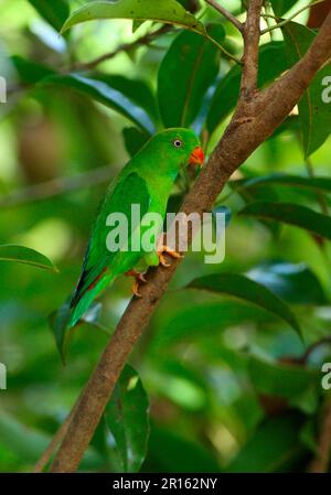 Frühlingssittich, Frühlingssittich, Papageien, Tiere, Vögel, Vernal Hängender Papagei (Loriculus vernalis), Erwachsener, hoch oben auf Kaeng Krachan N. P. Thailand Stockfoto