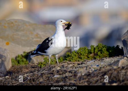 Cape Gull (Larus dominicanus vetula) Bird Island, Lamberts Bay, Western Cape, Südafrika Stockfoto