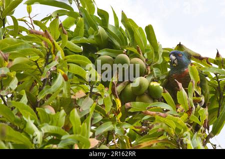 St. Lucia Parrot (Amazona versicolor), Erwachsener, Fütterung von Mango (Mangifera indica), Millet Nature Trail, St. Lucia, Windward Islands, Kleine Antillen Stockfoto