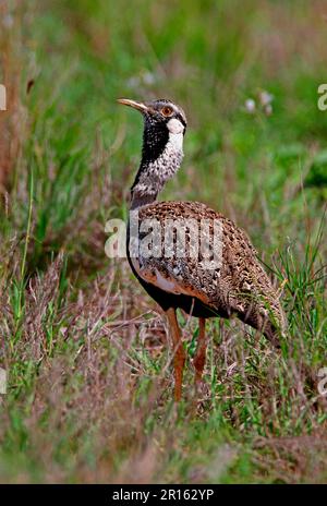 Hartbutts Bustard (Eupodotis hartlaubii), männlicher Erwachsener, ausgestellt, Tsavo West N. P. Kenya Stockfoto