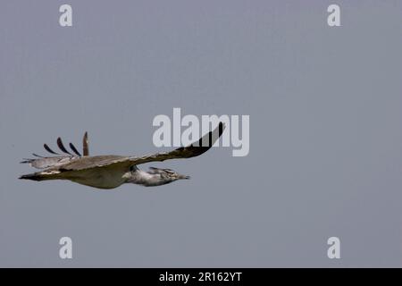 Kori Bustard (Ardeotis kori), Flying, Serengeti, Tansania Stockfoto