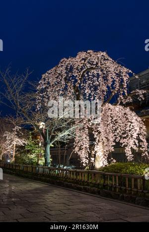 Gionshirakawa-Beleuchtung mit blühendem, weinendem Kirschbaum in voller Blüte Stockfoto