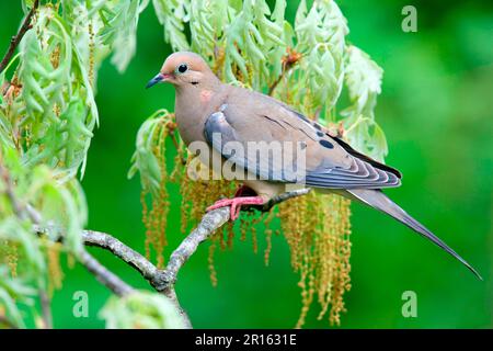 Trauernde Taube (Zenaida macroura), Erwachsener, hoch oben auf einem Eichenzweig (U.) S.A. Spring Stockfoto