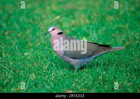 Rotäugige Taube, Rotäugige Tauben (Streptopelia semitorquata), Tauben, Tiere, Vögel, Seitenansicht der erlösten Taube, auf Gras Stockfoto