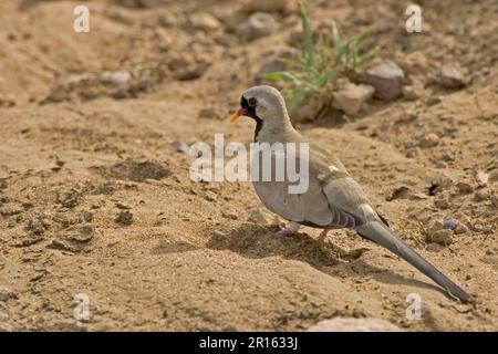 Namaqua-Taube (Oena capensis), Kaptaube, Tauben, Tiere, Vögel, Namaqua Dove, Männlich, Tansania Stockfoto