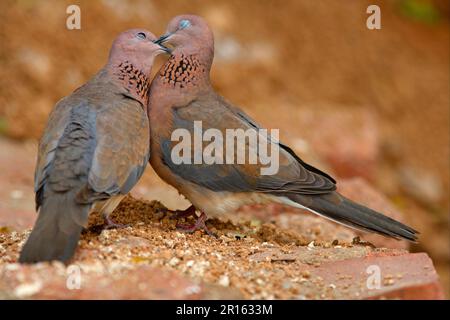 Lachtaube (Streptopelia senegalensis) Erwachsenenpaar, gegenseitige Vorspeise, Scharm-El-Scheich, Sinai-Halbinsel, Ägypten Stockfoto