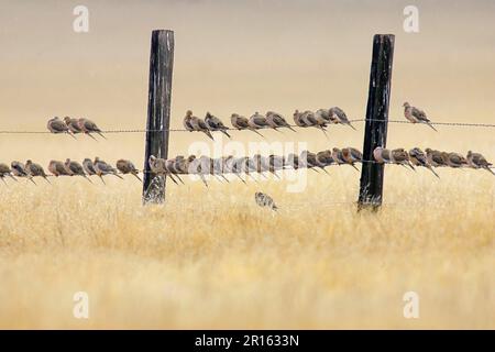 Herde der Trauernden Taube (Zenaida macroura), hoch oben auf Stacheldrahtzaun (U.) S. A. Stockfoto