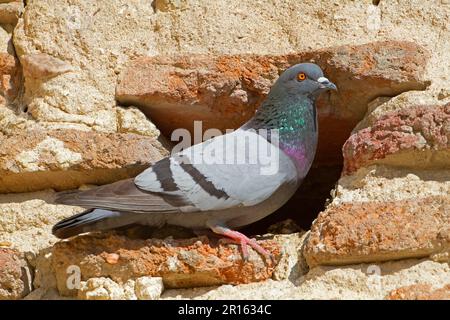 Rock Dove (Columba livia), Erwachsener, steht am Eingang zum Nestgelände im Gebäude, Nordspanien Stockfoto