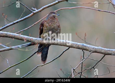 Gezerrte Kuckucktaube (Macropygia unchall), malaiische Kuckucktauben, gezerrte Kuckucktauben, Tauben, Tiere, Vögel, versperrte Kuckucketaube, weiblich, hoch oben Stockfoto