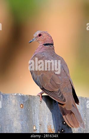 Halbmondtaube, Rotäugige Tauben (Streptopelia semitorquata), Tauben, Tiere, Vögel, Rotäugige Taube ausgewachsen, Hoch oben auf dem Zaun, Awassa-See, Great Rift Stockfoto