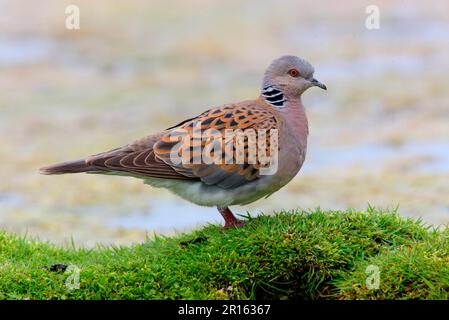 Ausgewachsene eurasische Schildkrötentaube (Streptopelia turtur), auf einem Grassufer neben dem Wasser stehend, Norfolk, England, Vereinigtes Königreich Stockfoto