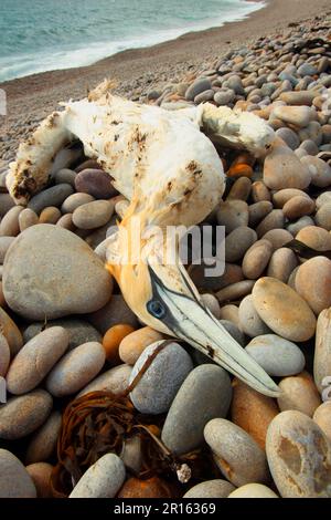 Northern Gannet (Morus bassanus) ausgewachsener toter, teilweise geölter Schlachtkörper, der an Kieselstrand, Chesil Beach, Dorset, England, Vereinigtes Königreich angespült wurde Stockfoto