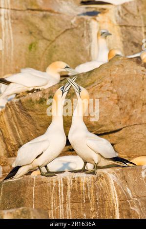 Northern Gannet, Erwachsenenpaar, in Kolonie auf Klippen, Saltee Islands, Irland Stockfoto