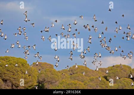 Stock Dove (Columba oenas) große Winterherde, im Flug, Spanien Stockfoto