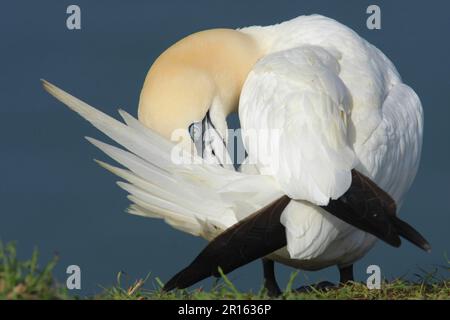 Nordgannet (Morus bassanus) Gannets, Arboreal, Animals, Birds, Northern Gannet adult, Preening, Bempton Cliffs RSPB Reserve, East Yorkshire Stockfoto