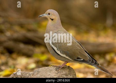 Weißflügeltaube (Zeniada asiatica), Erwachsener, auf Felsen stehend, Arizona (U.) S.A. Stockfoto