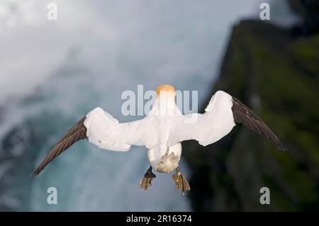 Nördlicher Gannet (Morus bassanus), Erwachsener, im Flug, im Wind hängend, Hermaness N. N. R. Unst, Shetland Islands, Schottland, Vereinigtes Königreich Stockfoto