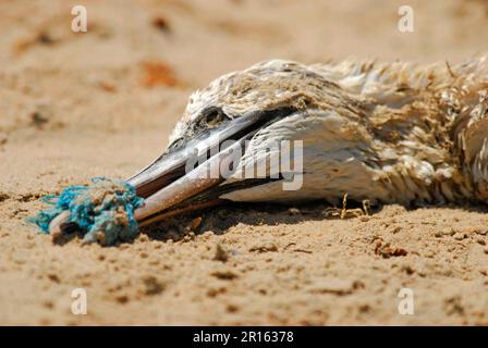 Nördlicher Gannet (Morus bassanus) tot, durch Verschmutzung getötet, unfähig, sich zu ernähren, weil Fischnetz um Bill herum, Tanji Beach, West-Gambia Stockfoto