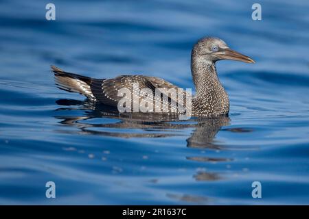 Nördlicher Gannet (Morus bassanus), Jugendliche, erste Winterzucht, Schwimmen im Meer, Portugal Stockfoto