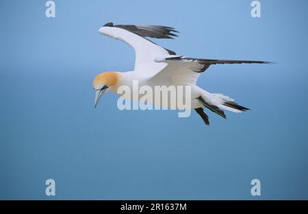 Sula Serrator, australasische Gannet (Morus Serrator), Australische Gannets, Ruderfeet, Animals, Birds, Australasian Gannet im Flug, Australien Stockfoto