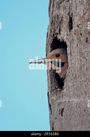 Northern Flicker (Colaptes auratus chrysocaulosus), männlicher Erwachsener, Blick vom Nesselstumpf, Cayo Coco, Jardines del Rey, Ciego Stockfoto