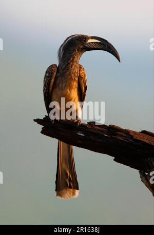 African Grey Hornbill (Tockus nasutus), männlich, hoch oben auf einem toten Ast, Tsavo West N. P. Kenia Stockfoto