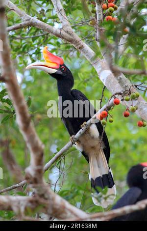 Rhinoceros Hornbill (Buceros rhinoceros borneoensis), ausgewachsen, hoch oben in Fruchtbäumen, Kinabatangan River, Sabah, Borneo, Malaysia Stockfoto