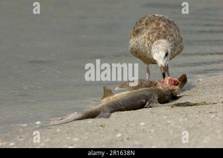 Europäische Heringsmull (Larus argentatus), unreif, ernähren sich von toten Jakobsmuscheln (Sphyrna lewini) Jungtieren, utricularia Stockfoto