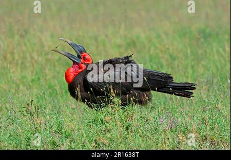 Bucorvus cafer, Kaffir Hornbill, Red-cheeked Hornbill, Southern Hornbill, Kaffir Hornbill, southern ground hornbills (Bucorvus leadbeateri), Southern Stock Photo