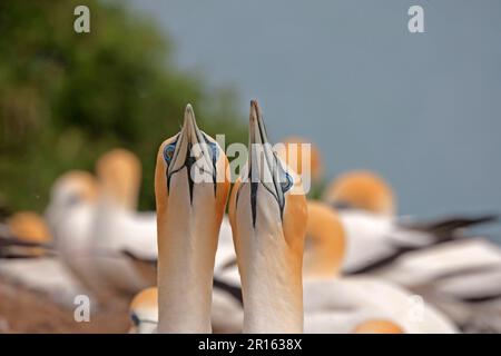 Australasian Gannet (Morus Serrator) Erwachsenenpaar, Nahaufnahme der Köpfe, in der Kolonie, Cape Kidnappers, Hawke's Bay, Nordinsel, Neuseeland Stockfoto