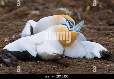 Sula Serrator, australasische Gannet (Morus Serrator), Australische Gannets, Ruderfeet, Animals, Birds, Australasian Gannet zwei Erwachsene kämpfen, Australien Stockfoto