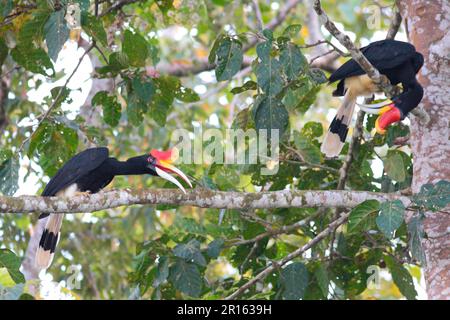 Rhinoceros Hornbill (Buceros rhinoceros borneoensis) zwei Erwachsene, hoch oben auf Ästen, Kinabatangan River, Sabah, Borneo, Malaysia Stockfoto