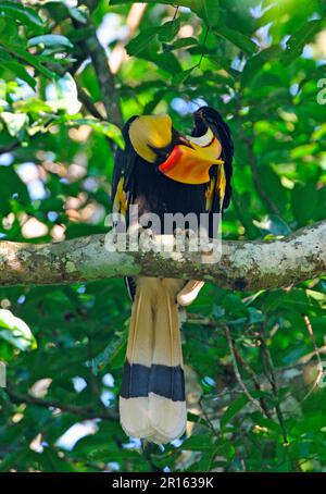 Großer Hornbill (Buceros bicornis homrai), weiblich, gepreßt unter Flügeln, hoch oben auf dem Ast, Kaeng Krachan N. P. Thailand Stockfoto