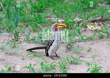 Südlicher Gelbschnabelhornvogel (Tockus leucomelas), südlicher Gelbschnabelvogel, südlicher Gelbschnabelvogel, südlicher Gelbschnabelvogel Stockfoto