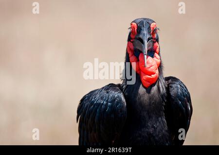 Bucorvus cafer, Kaffir Hornbill, Red-Cheeked Hornbill, Southern Hornbill, Kaffir Hornbill, Südlicher Hornvogel (Bucorvus leadbeateri), Süd Stockfoto