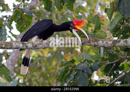 Rhinoceros Hornbill (Buceros rhinoceros borneoensis) Erwachsener, Putzschnabel am Ast, Kinabatangan River, Sabah, Borneo, Malaysia Stockfoto