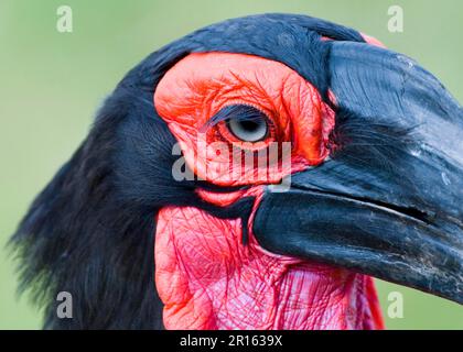 Bucorvus cafer, Kaffir Hornbill, Red-Cheeked Hornbill, Southern Hornbill, Kaffir Hornbill, Südlicher Hornvogel (Bucorvus leadbeateri), Süd Stockfoto