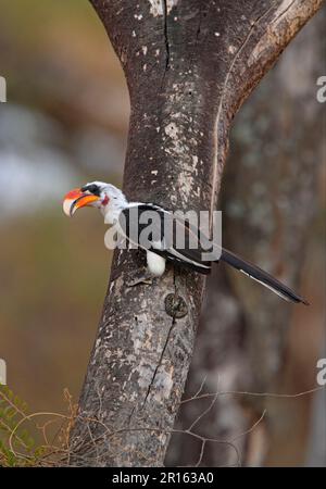 Von der Decken's Hornbill (Tockus deckeni), männlich, hoch oben auf dem Baumstamm, Abiata-Shala Lakes N. P. Great Rift Valley, Äthiopien Stockfoto