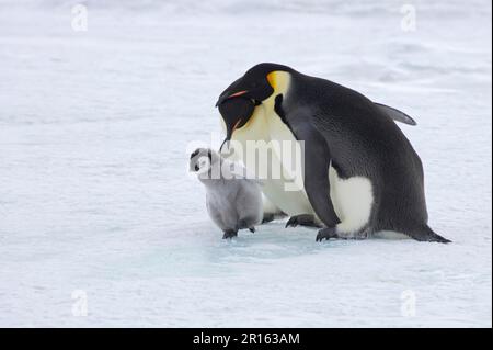 Kaiserpinguin (Aptenodytes foreti), erwachsenes Paar, das versucht, Küken zu entführen, Snow Hill Island, Weddell Sea, Antarktis Stockfoto