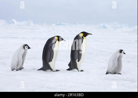 Kaiserpinguin (Aptenodytes foreti) zwei Erwachsene und Küken, zu Fuß über Meereis, Snow Hill Island, Weddell Sea, Antarktis Stockfoto