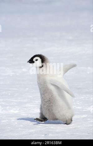 Kaiserpinguin (Aptenodytes forlev) Küken, wandert über Eis, Snow Hill Island, Weddell Sea, Antarktis Stockfoto