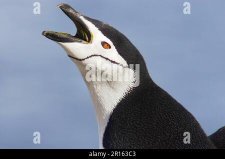 Kinnfaltenpinguin, Südshetland-Inseln, Chinstrap-Pinguine (Pygoscelis antarctica), Kinnfaltenpinguin, Kinnfaltenpinguine, Pinguine, Tiere Stockfoto