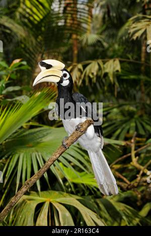 Orientalische Rattenhornvogel (Anthracoceros albirostris), Hornvogel, Tiere, Vögel, orientalischer Rattenhornvogel, männlicher Erwachsener, hoch oben auf Indonesien Stockfoto