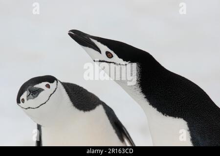Chinstrap-Pinguin (Pygoscelis antarctica), Erwachsenenpaar, zeigt, Nahaufnahme der Köpfe, Aitcho Island, Süd-Shetland-Inseln, Antarktis Stockfoto