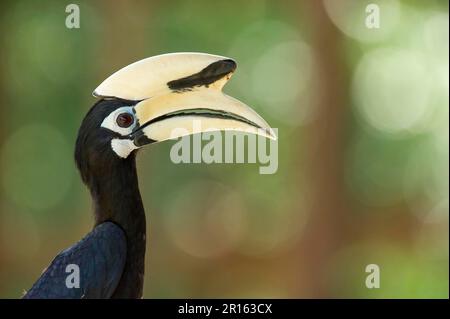 Orientalische Rattenhornvogel (Anthracoceros albirostris), Hornvogel, Vögel, orientalischer Rattenhornvogel, männlicher Erwachsener, Nahaufnahme des Kopfes, Malaysisch Stockfoto